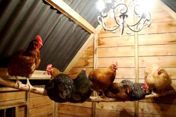 Условия содержания кур